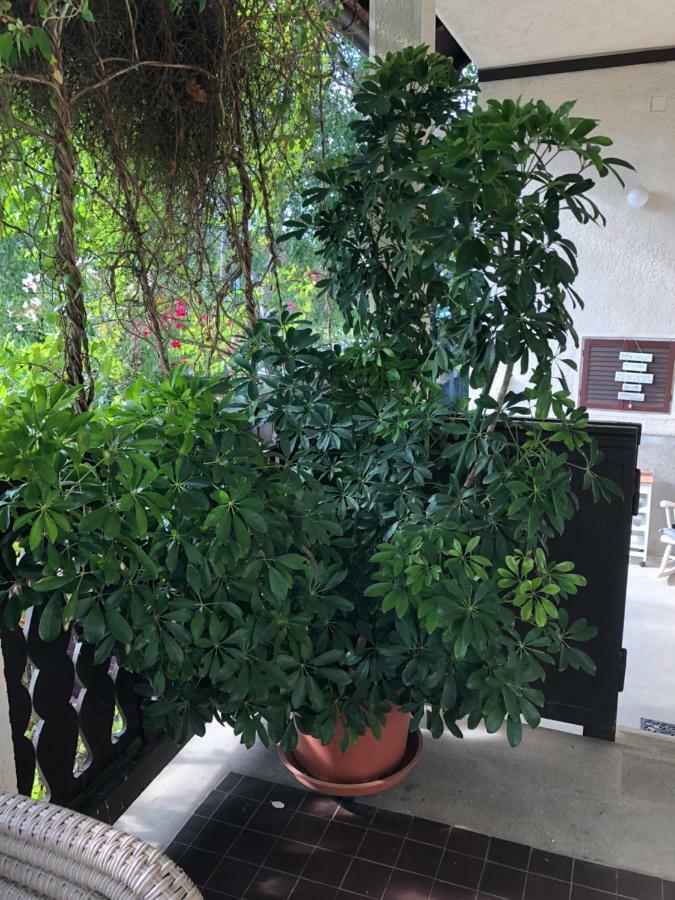 Veranda Apartman นีเรกฮาซา ภายนอก รูปภาพ